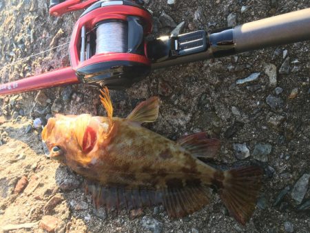 ガシラ大漁穴釣り